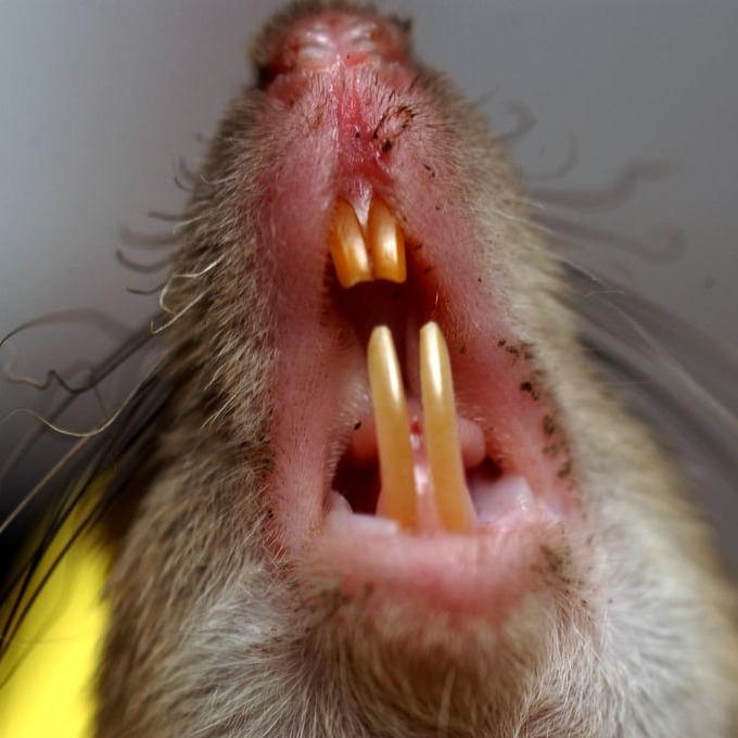 Дератизация крыс в Северске?